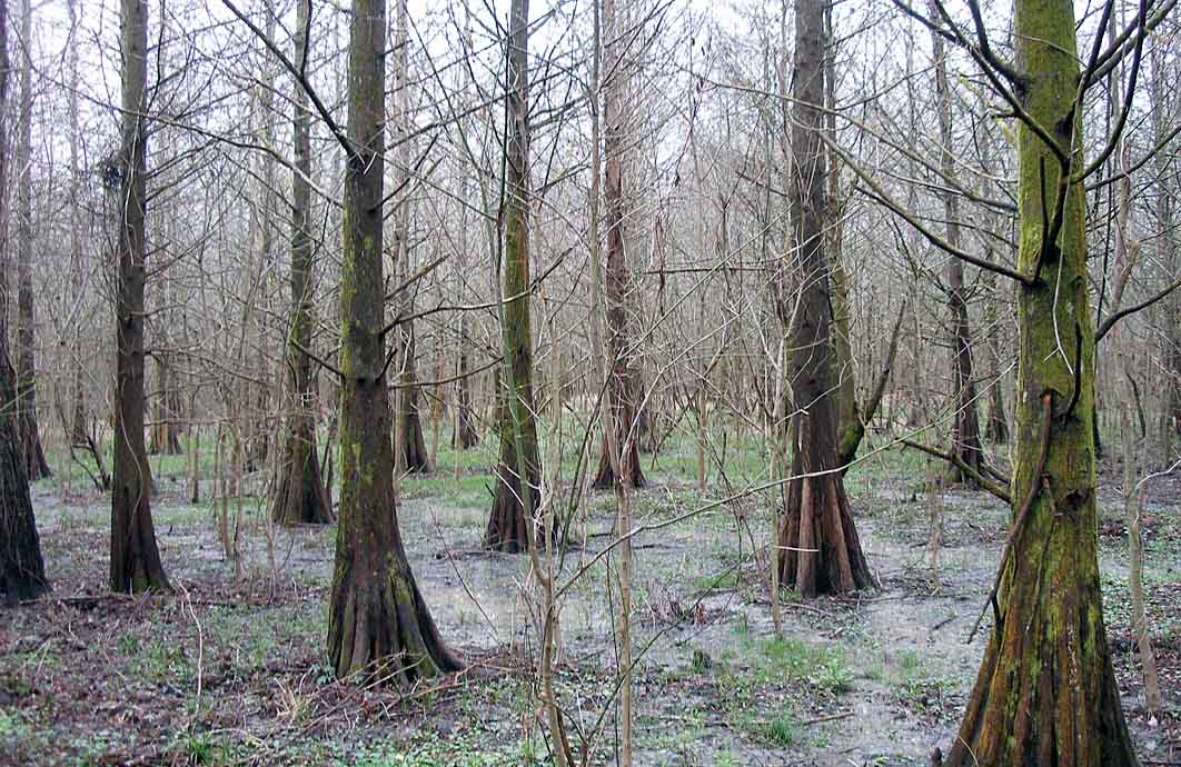 Figure 6. The research baldcypress plantation at age 22 years