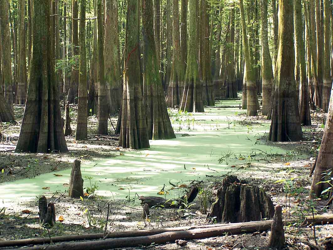 Figure 3. After 25 years, the site in the Atchafalaya Basin with less flooding