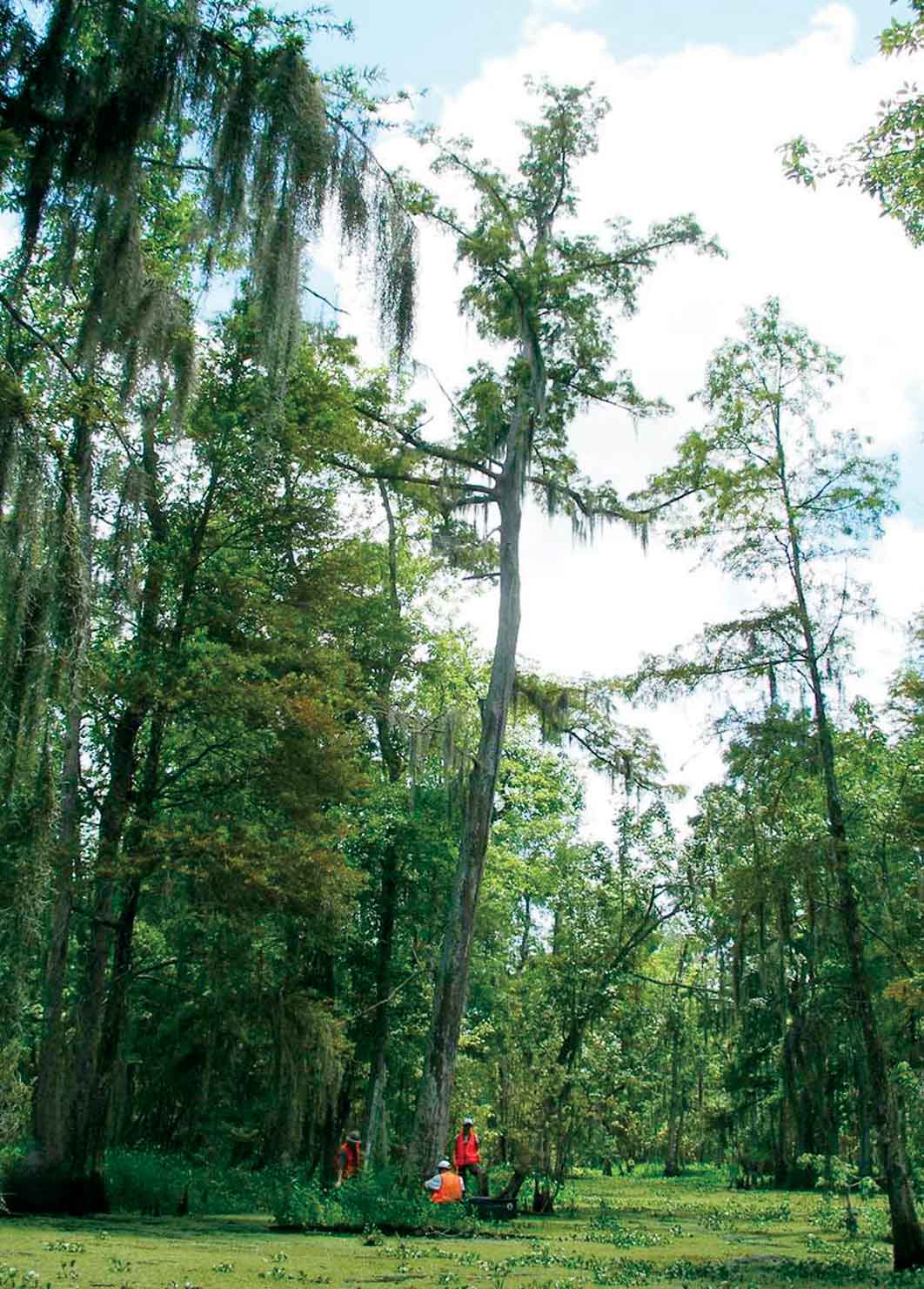Figure 1. Researchers core a baldcypress tree