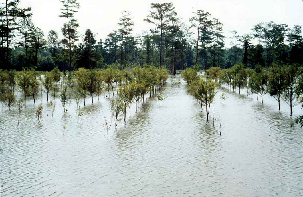 Figure 5. The research baldcypress plantation two years after planting