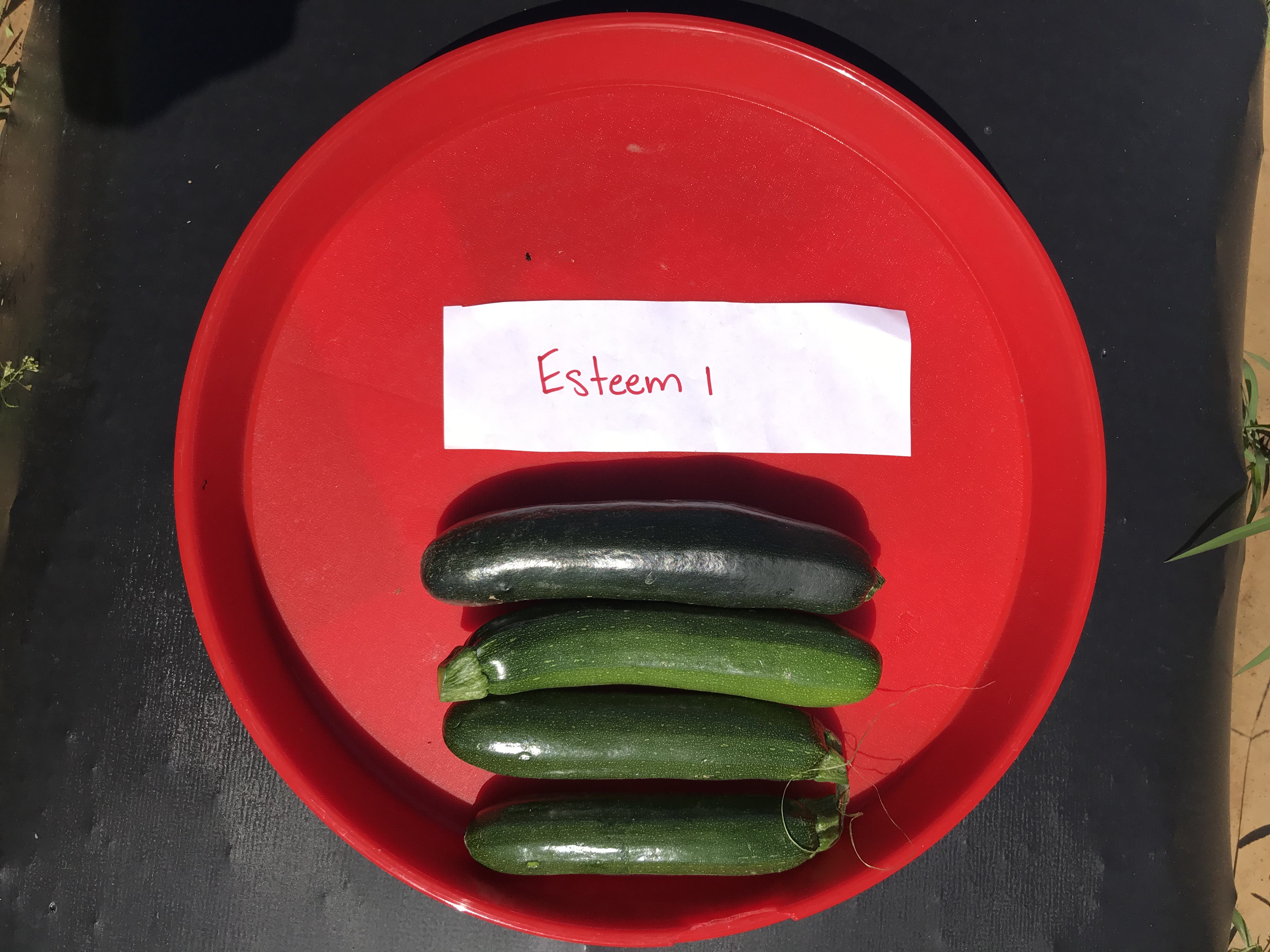 Esteem.