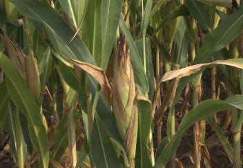 Corn and cotton benefit from good weather