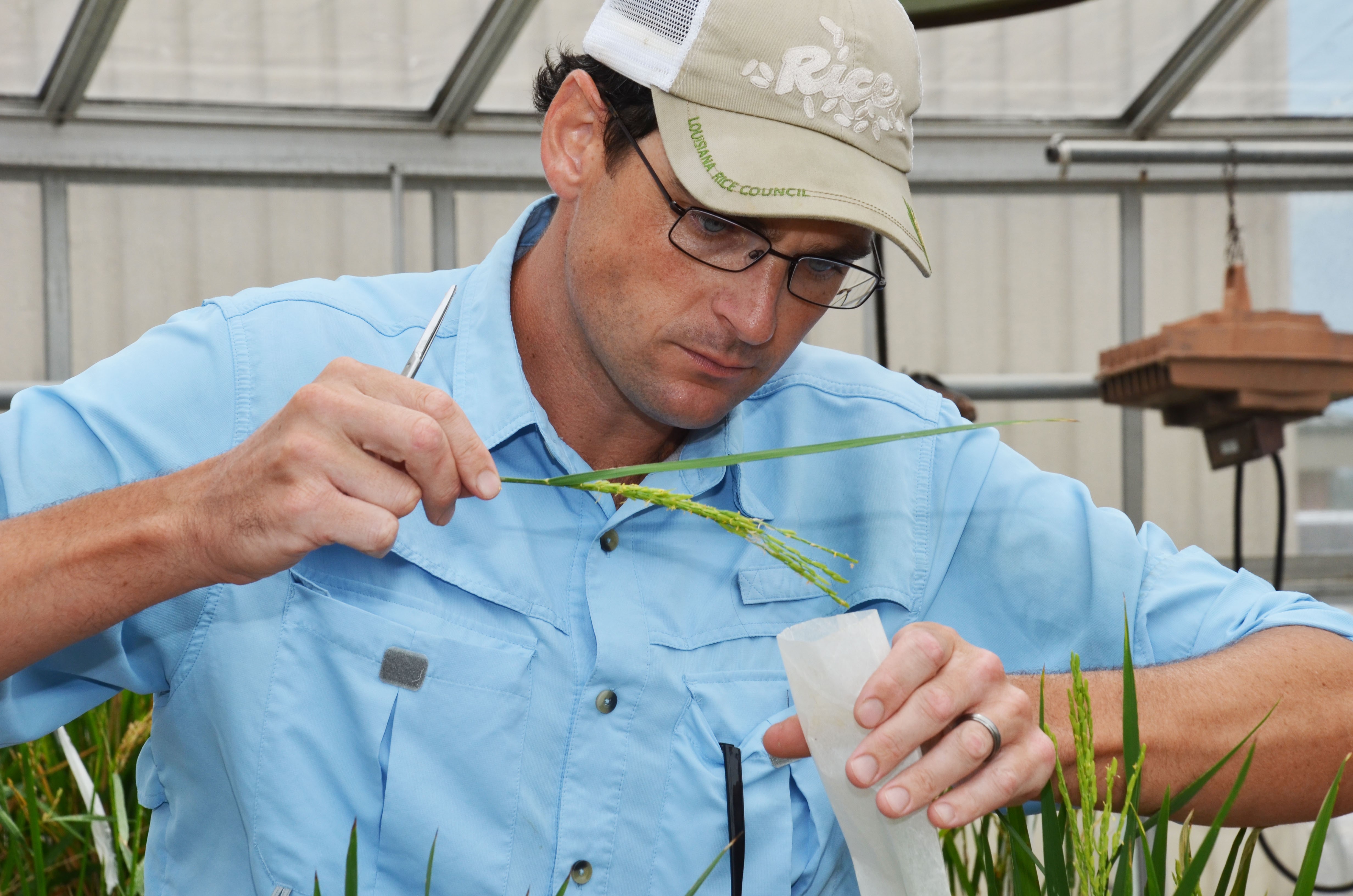 LSU AgCenter is part of $22M USAID-funded cereal crops project 