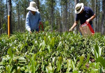 It soon could be tea time in Louisiana