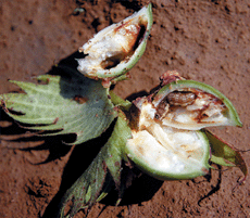 Bollworm Larval Behavior on Bollgard Cotton Findings May Change Scouting Procedures