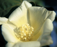 white flower
