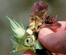 dried flower