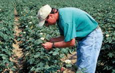 Cotton scout