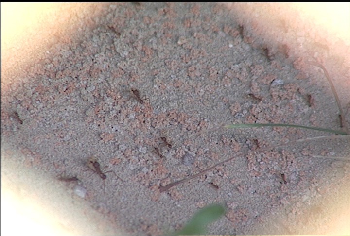 Native ants destroy land in western Louisiana