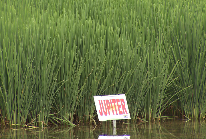 Rice farmers in Louisiana use new technology