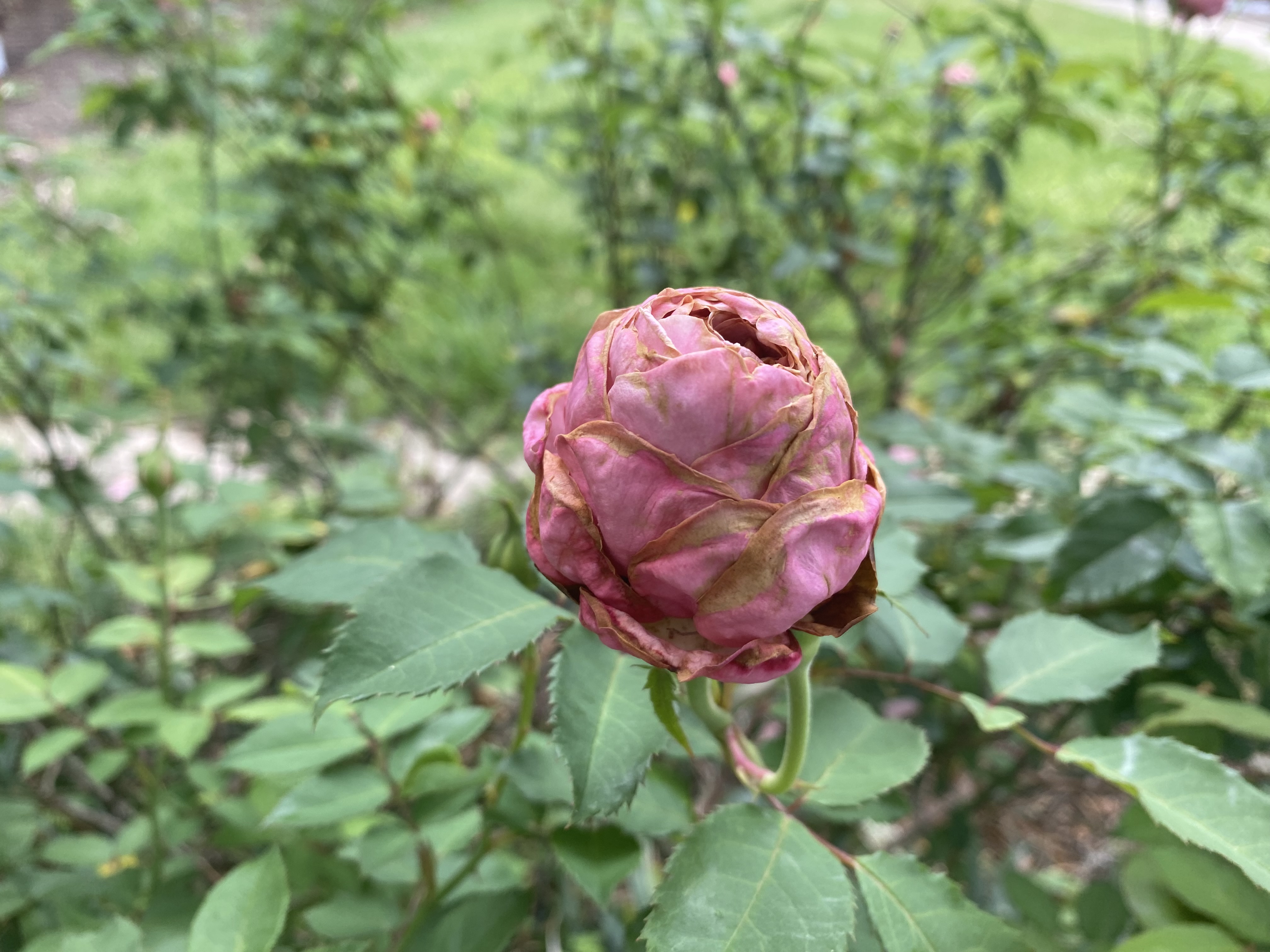 Rose damaged by tiny insects.