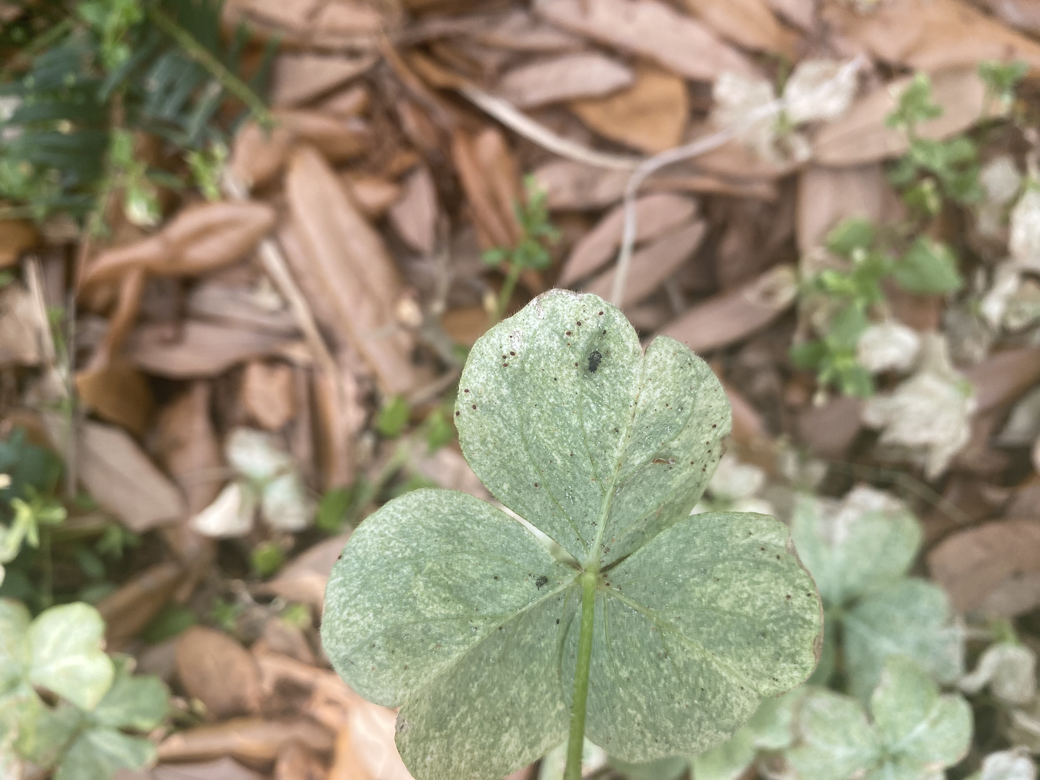 Spider mites on leaves.