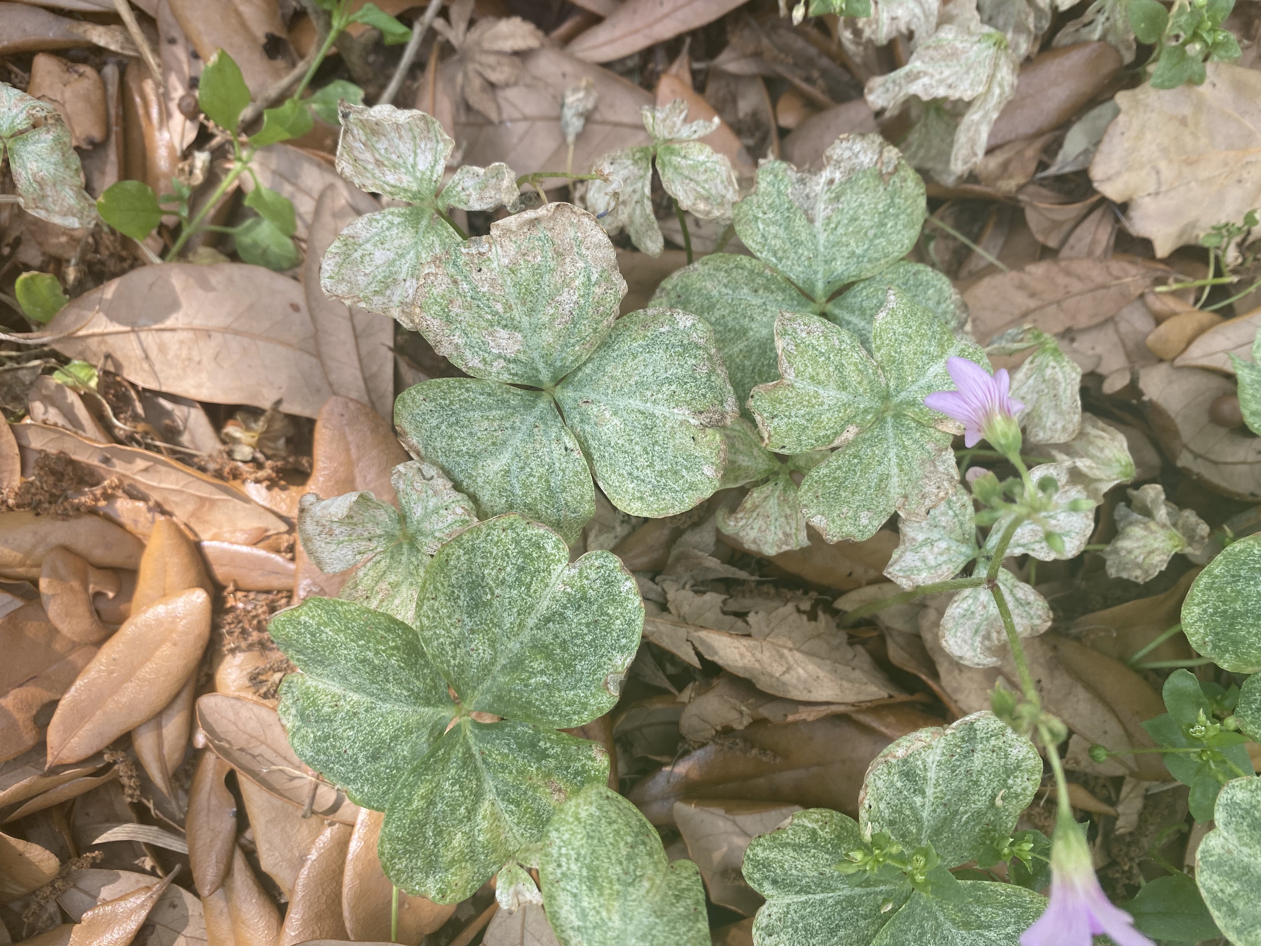 A busy spring for the bugs
