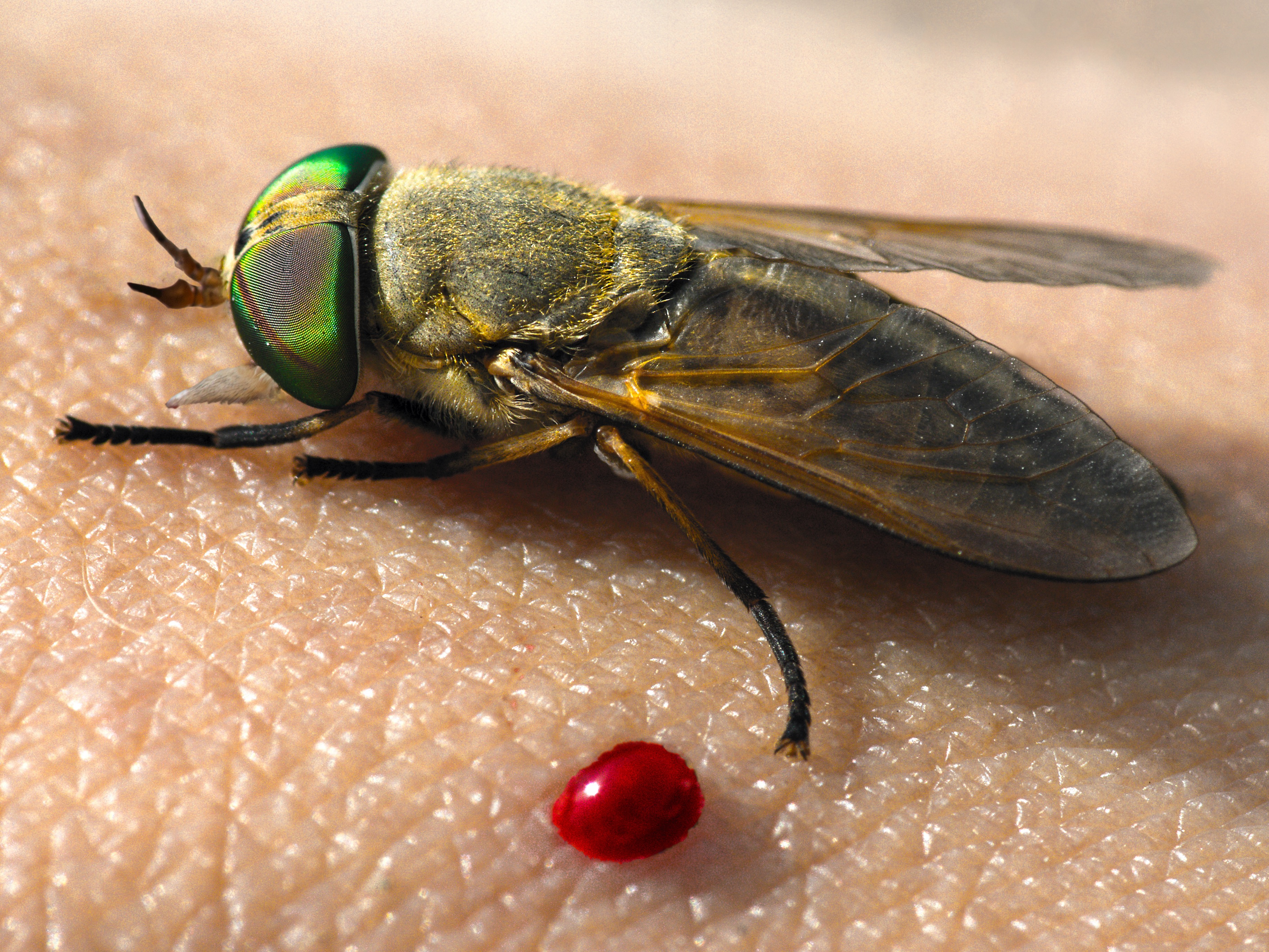 Horse Flies and Other Insects as Bioindicators of Marsh Health