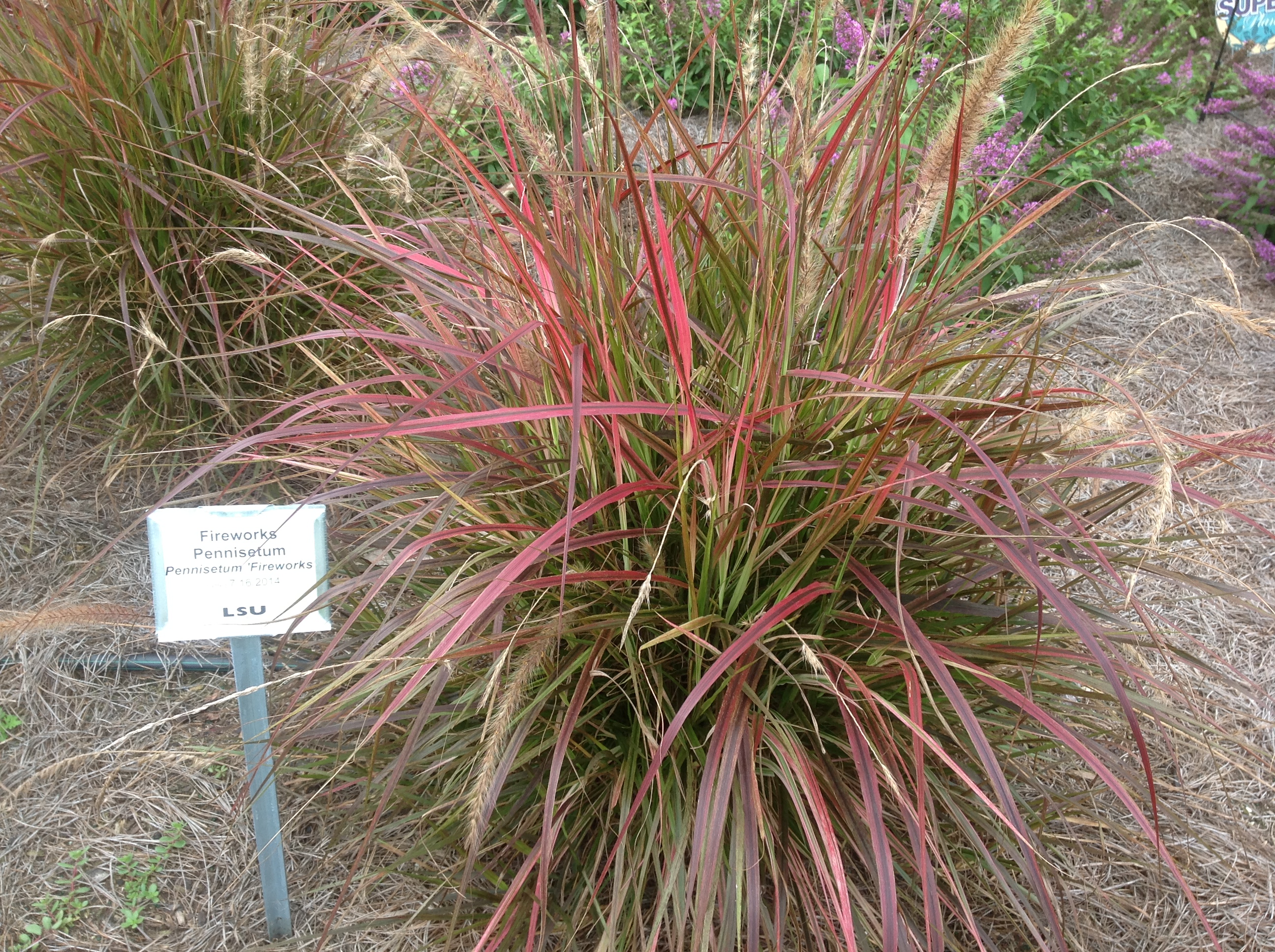 Fireworks purple fountain grass named Louisiana Super Plant