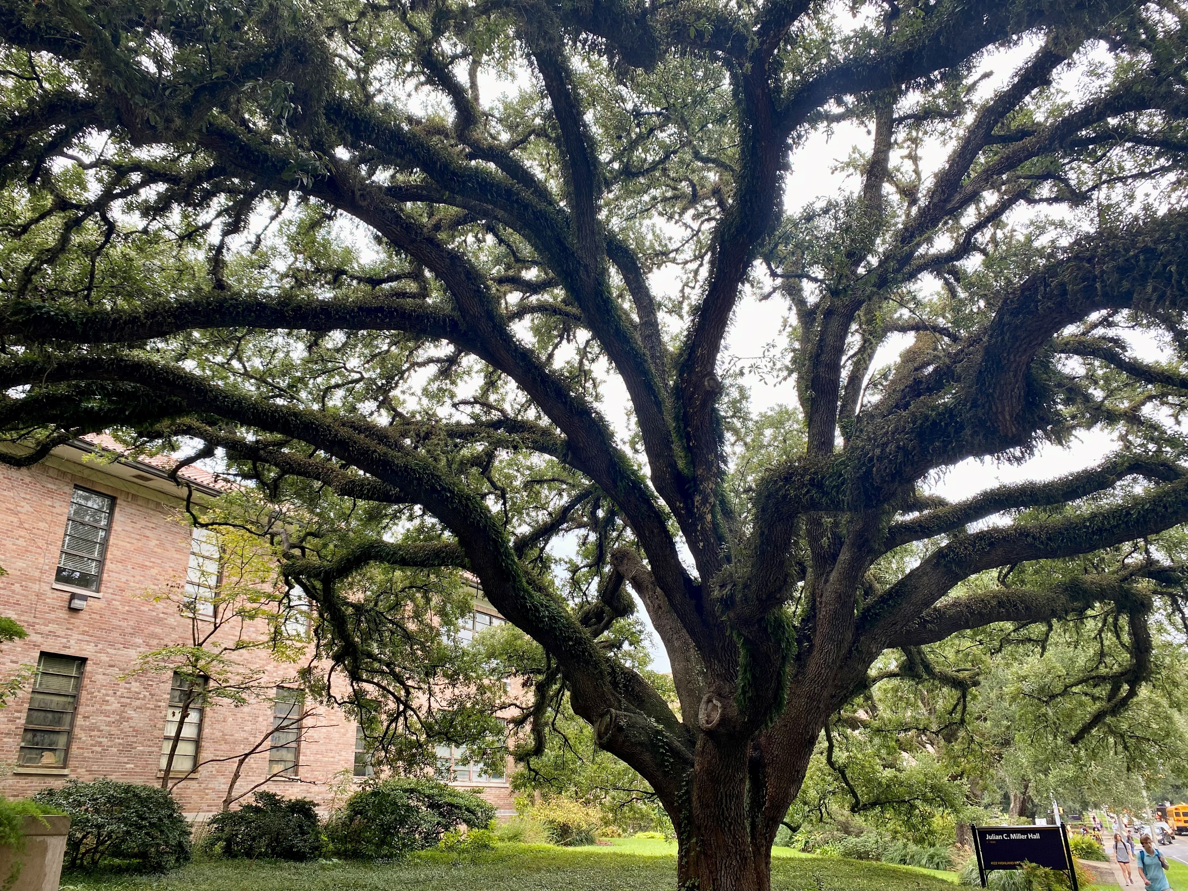 Live oak tree.