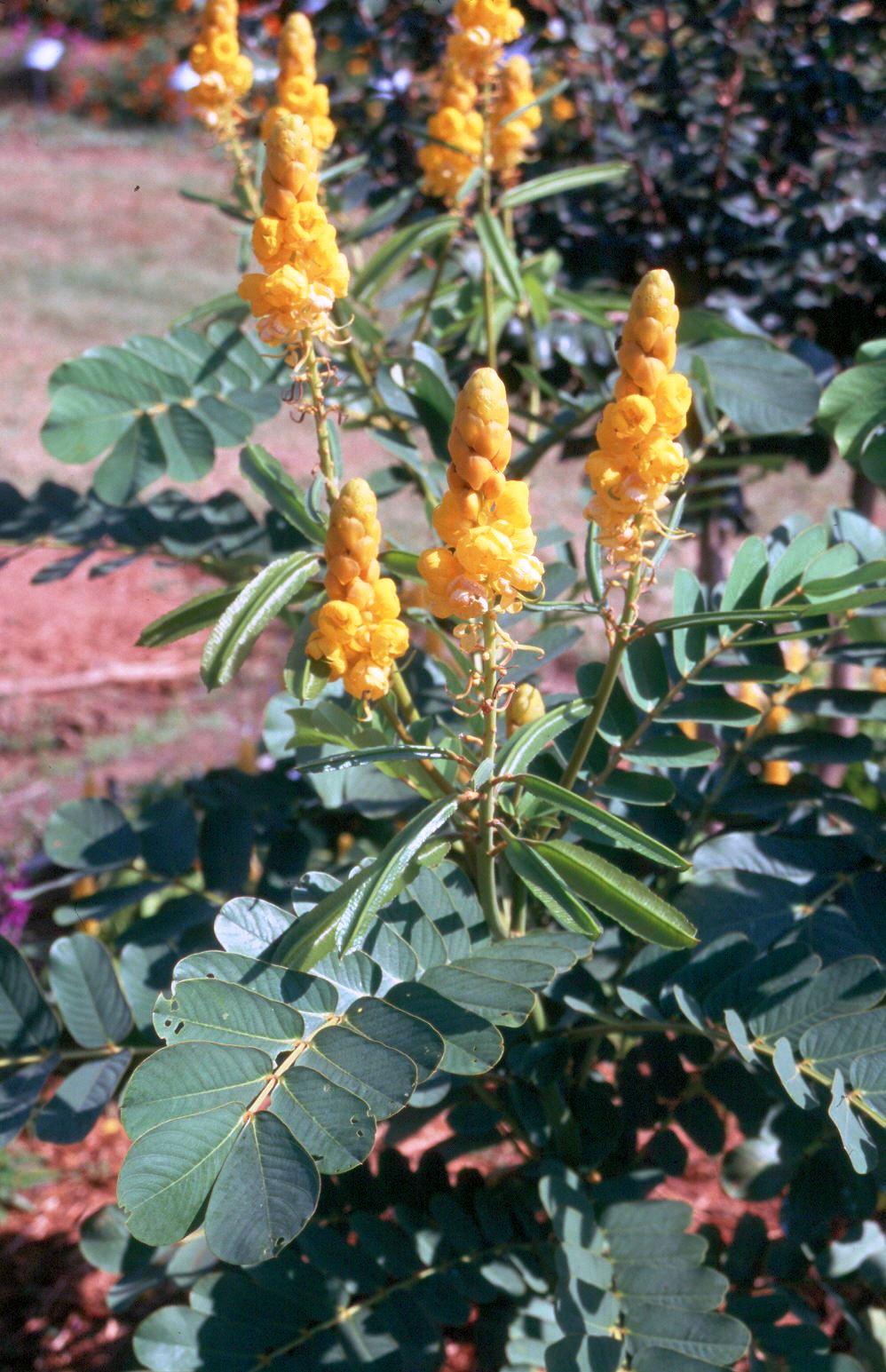 Cassia – Ornamental Plant of the Week for September 8, 2014