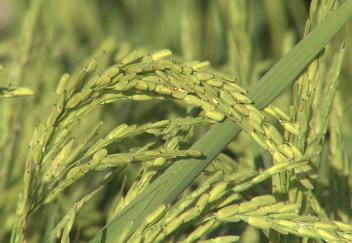 Rice crop in better shape than three previous crops