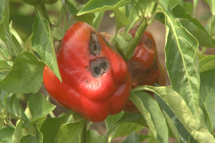 Fight disease in bell peppers
