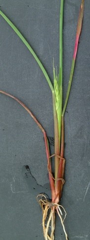 Coast Cockspur Grass (Echinochloa walteri)