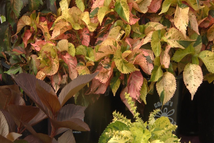 Copperleaf surprises with unique summer colors