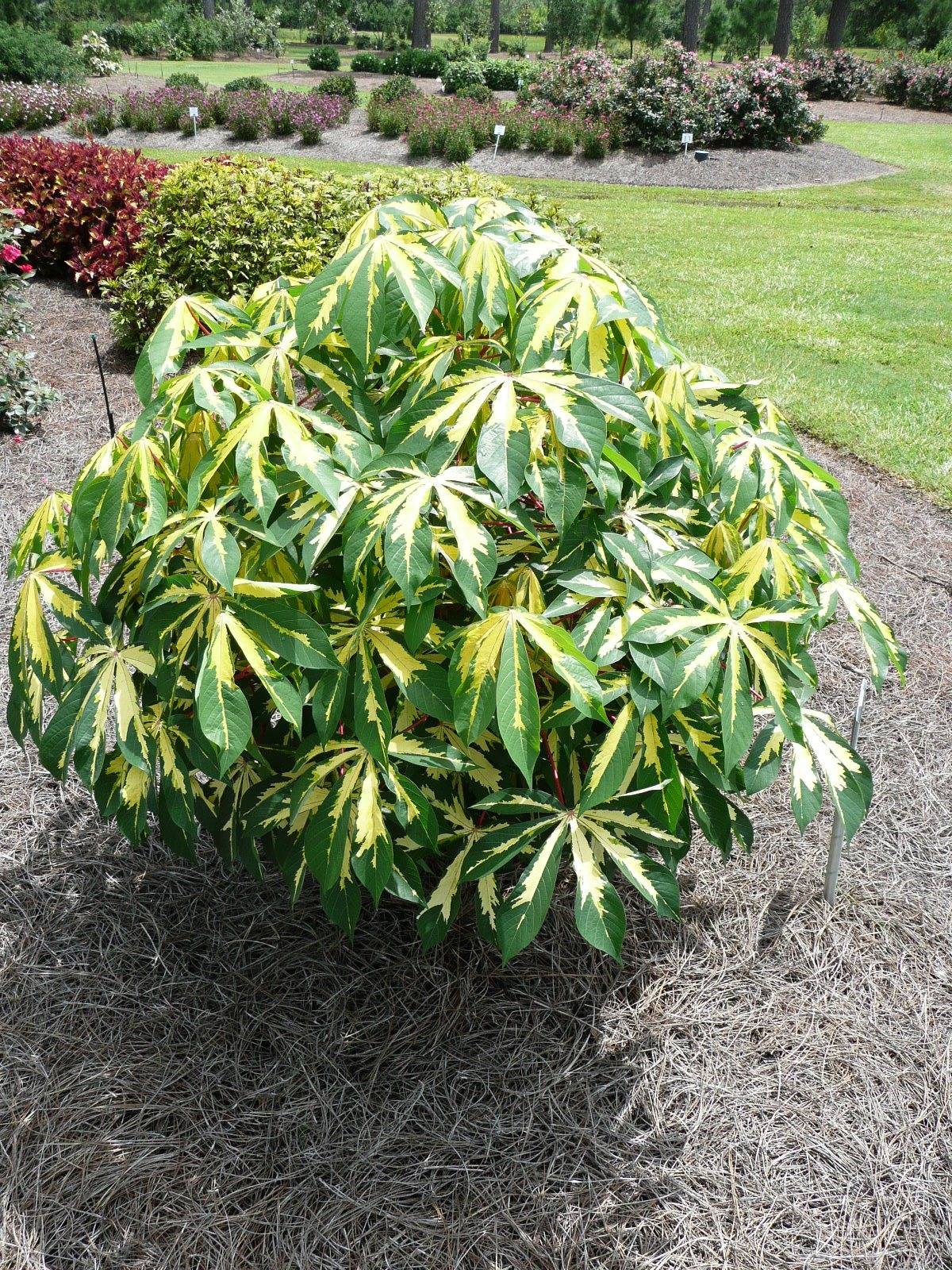 Esperanza, Pride of Barbados and cassava give tropical feel to landscapes