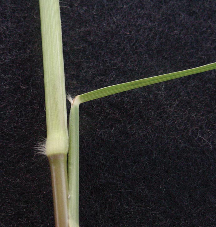 Creeping Rivergrass in Louisiana Another Menace to Rice