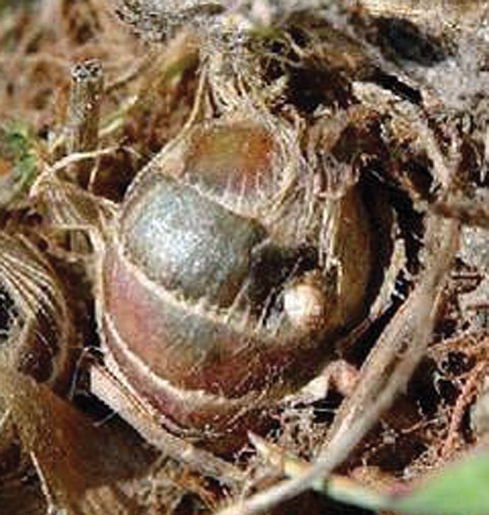 Figure 2. Creeping rivergrass crown node.