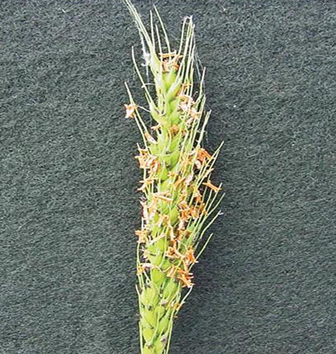 Figure 4. Creeping rivergrass seedhead.