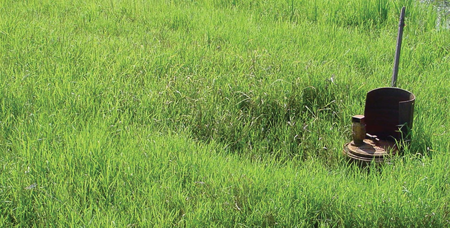 Pure stand after many herbicide applications.