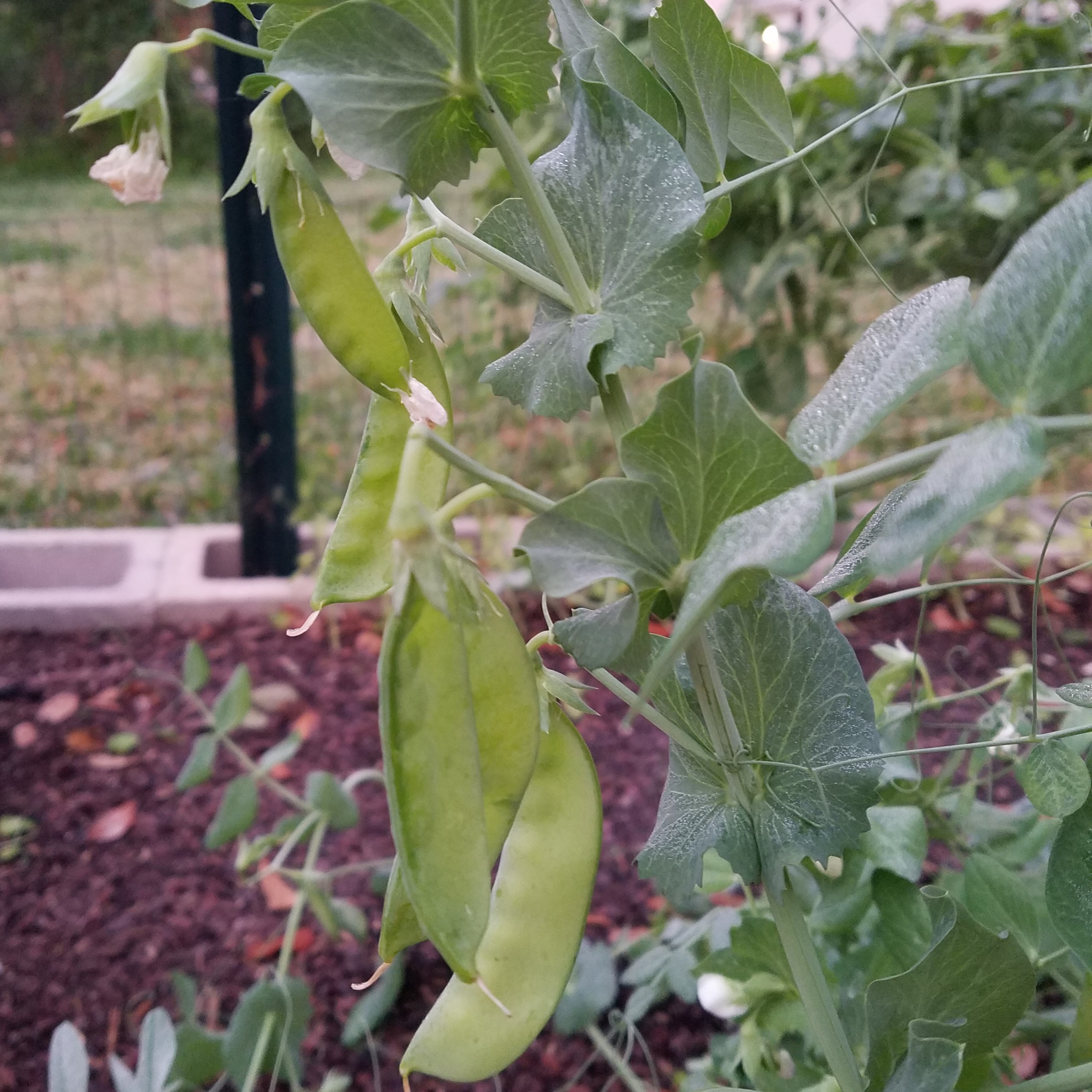 snow peas