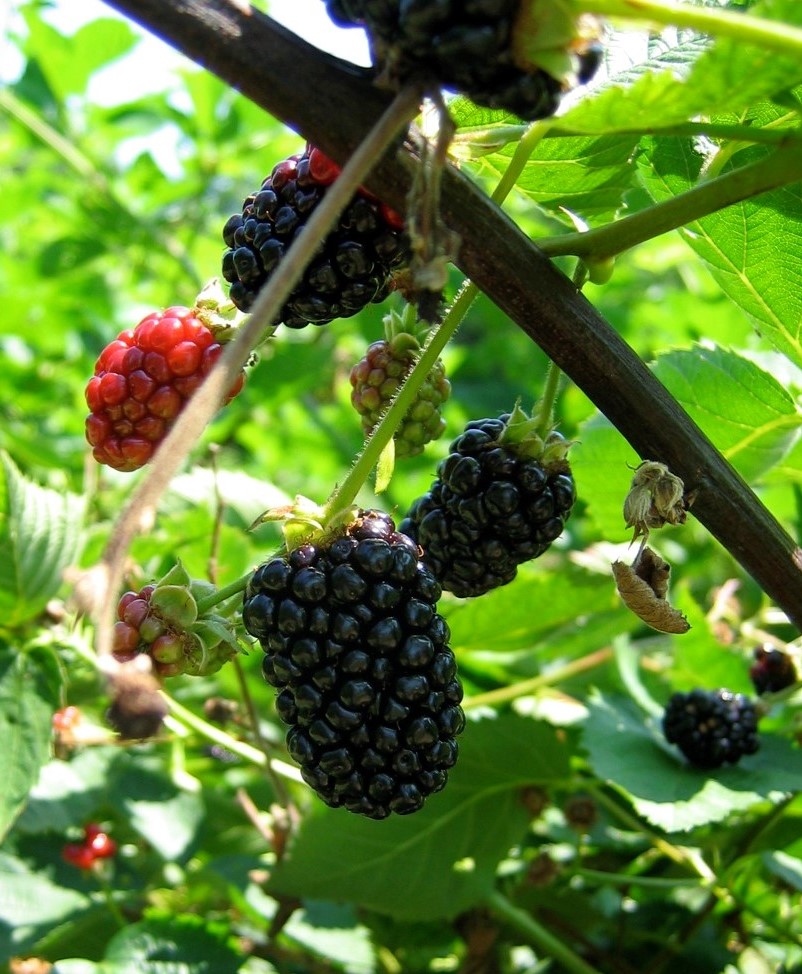 LSU AgCenter Offers Gardening and Lawn Care Classes