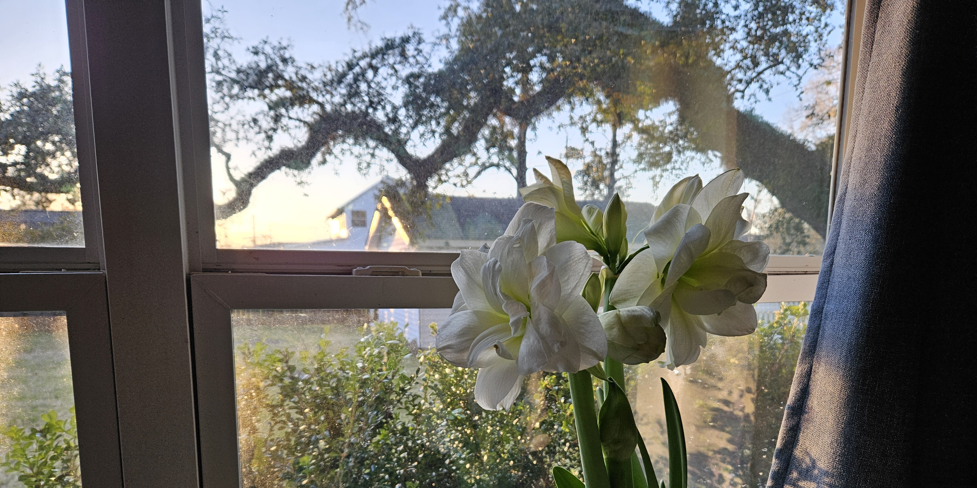 Amaryllises Can Provide Lovely Flowers Now and in the Landscape