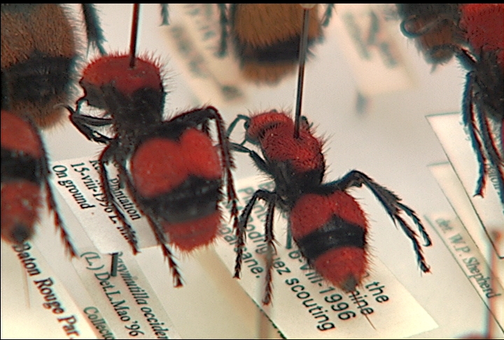 Insect collection helps with identification