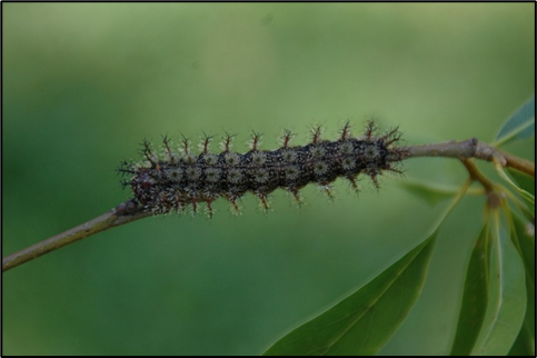Common South Louisiana Caterpillars Found on Oak Trees