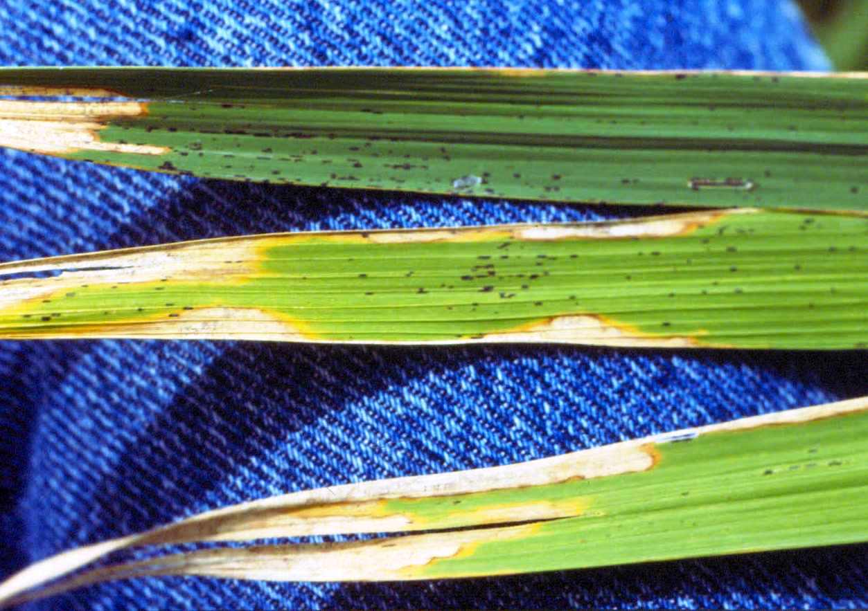 Tan-Type Symptoms