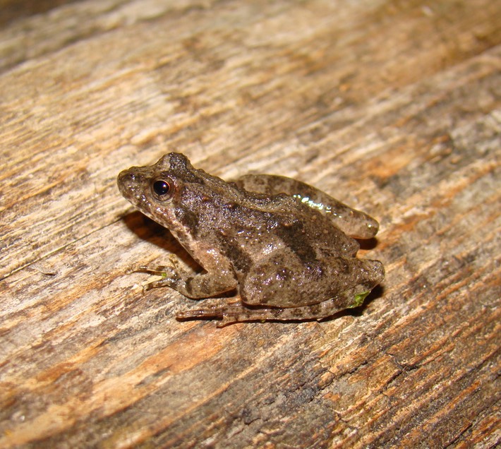 Roots, Shoots, Fruits & Flowers: Online Gardening Classes, Tree Frog, White Grubs & Melonworms