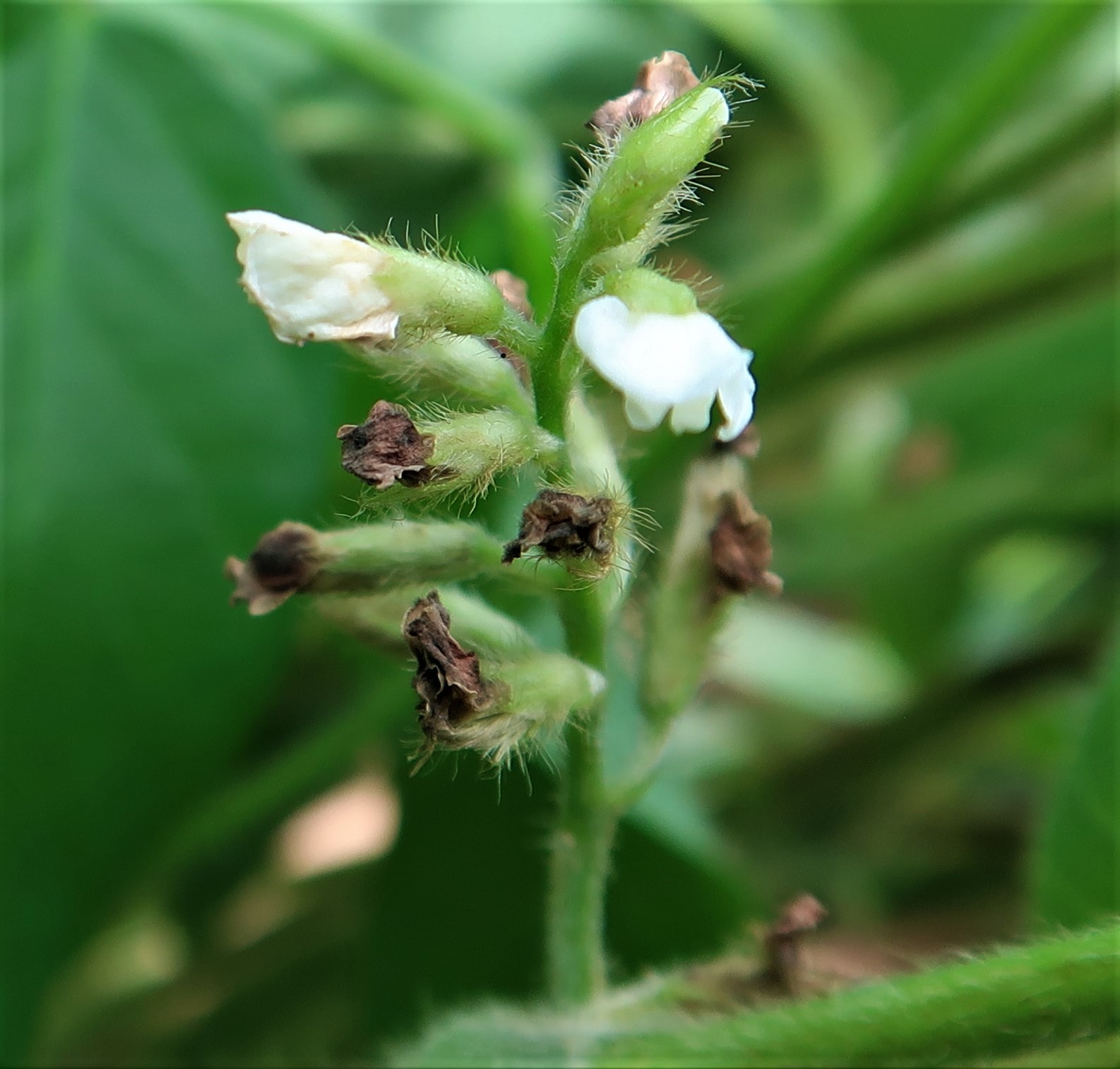 LA Soybean Crop Progress and Condition Week of July 27, 2020