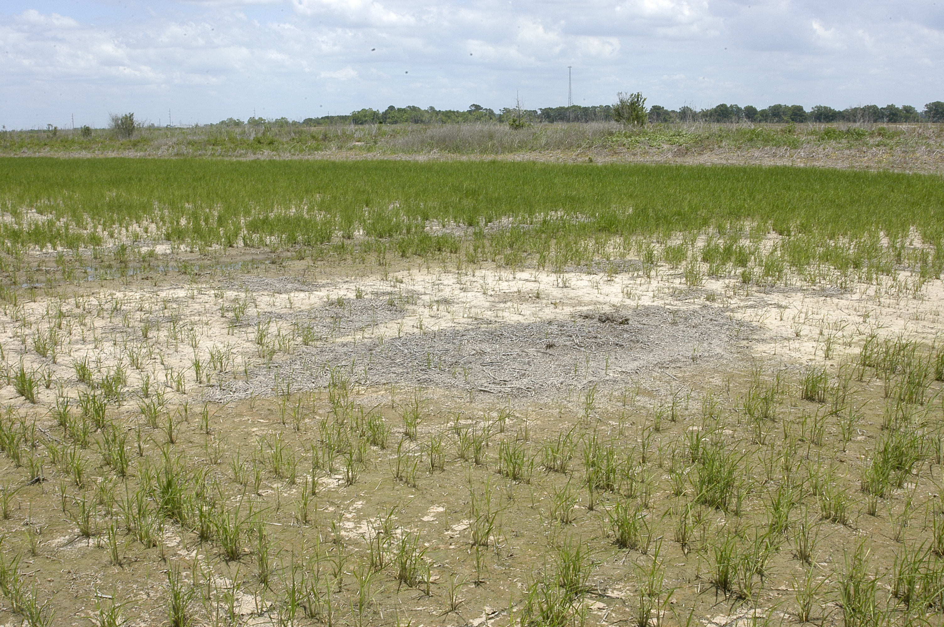 High Spot in Rice Field