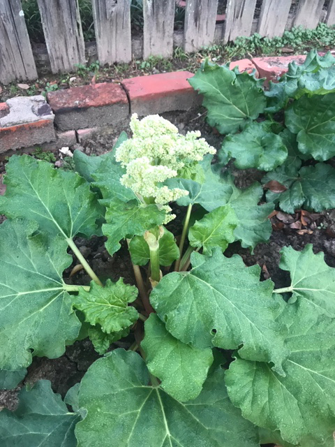rhubarbjpeg