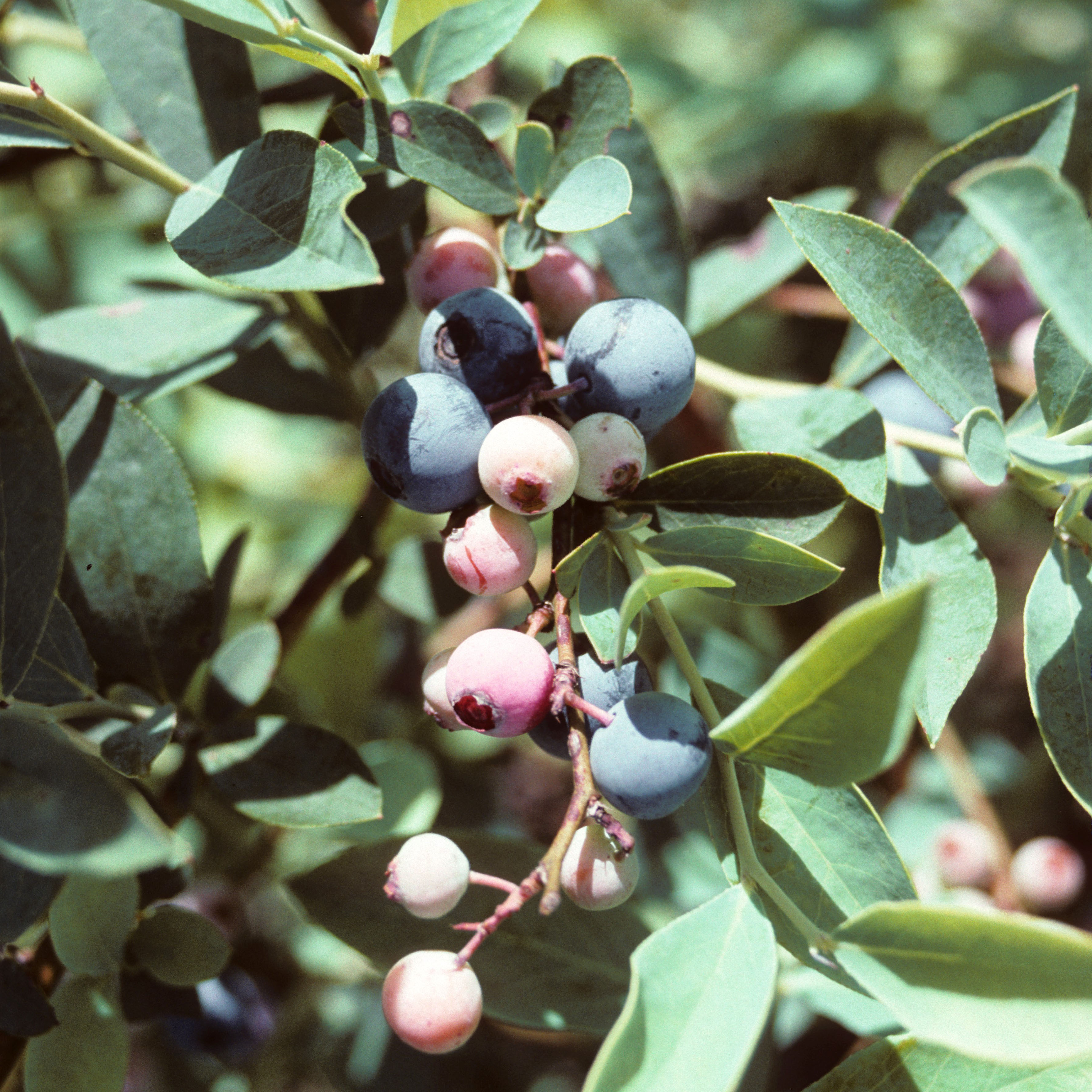 It’s blueberry time 