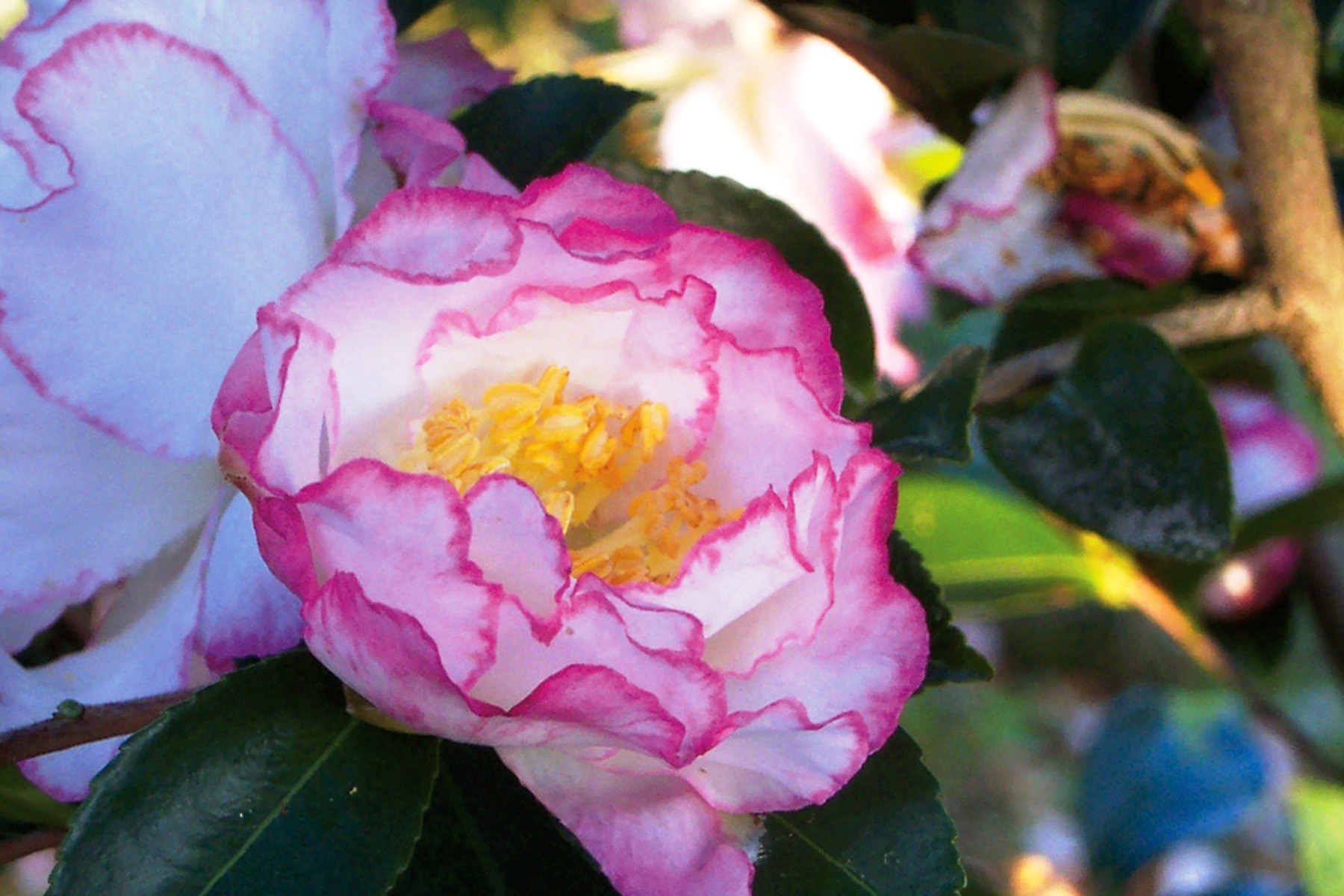 Add color to your fall landscape