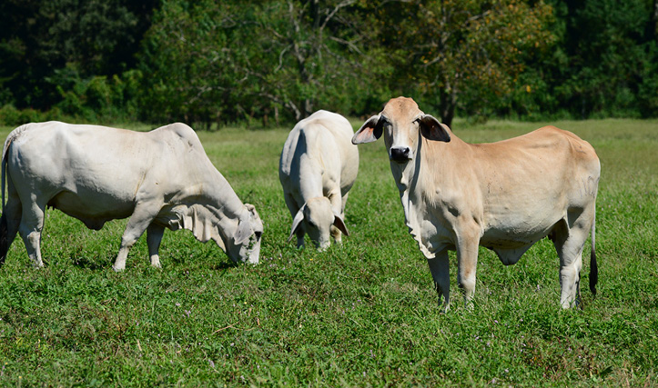 Brahman-influenced cattle at the LSU AgCenter Ben Hur Farm in Baton Rouge. Photo by John Wozniak