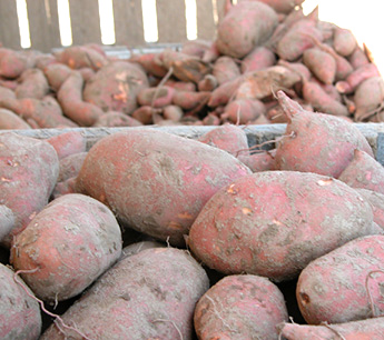 Newly harvested sweet potatoes. Photo by Linda