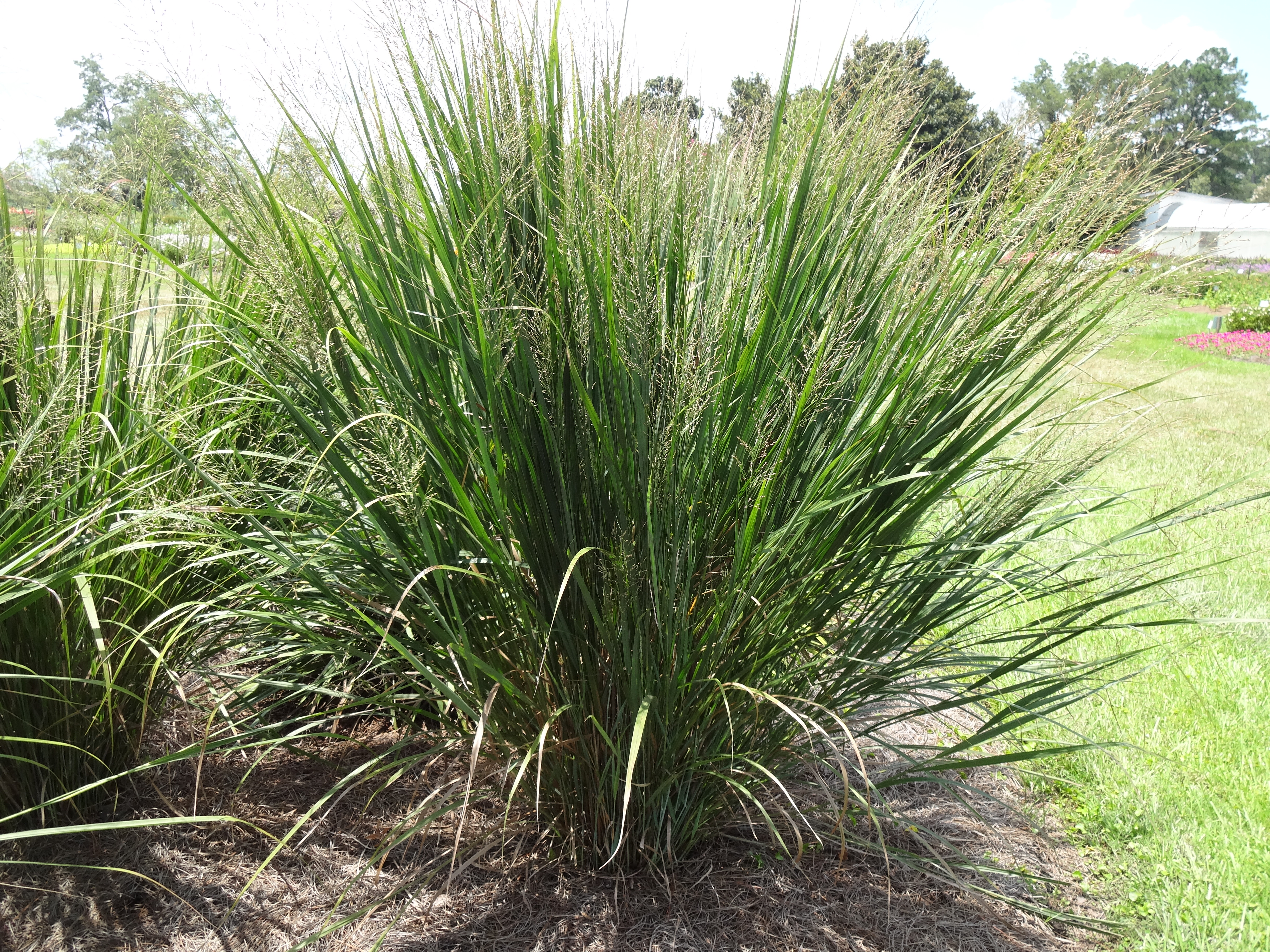 Switchgrass – Ornamental Plant of the Week for August 3, 2015