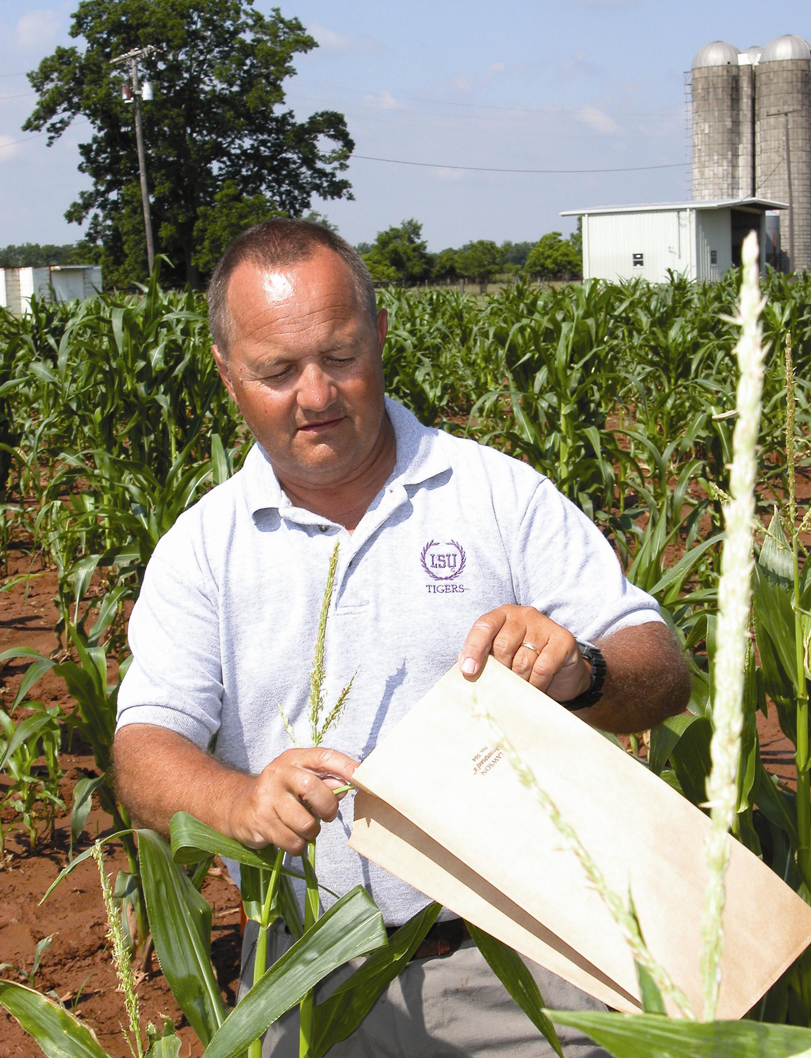 Commercial Corn Hybrids with Superior Resistance to Aflatoxin