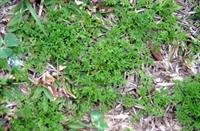 Lawn and Garden Tips