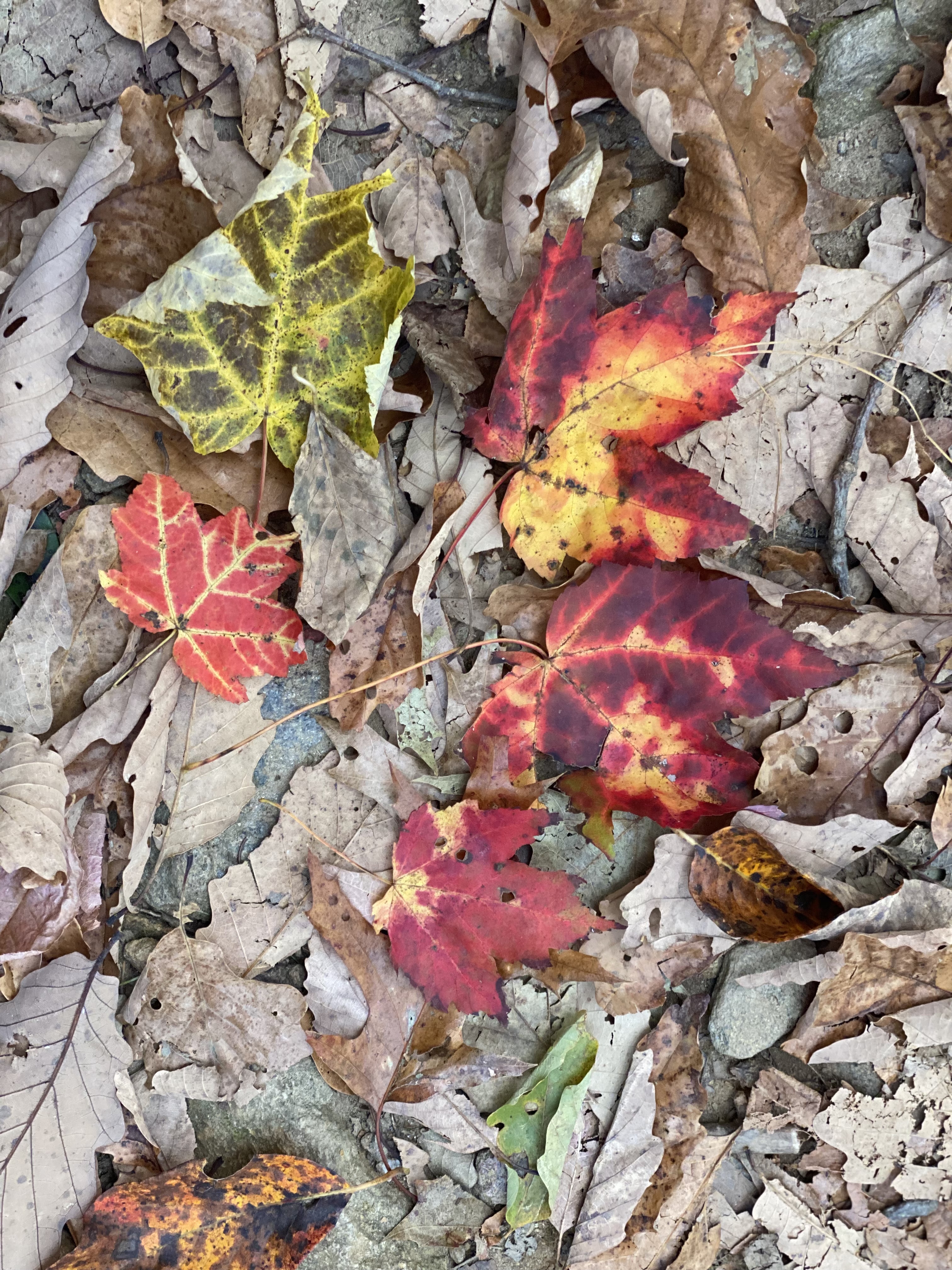 The science of fall foliage color change