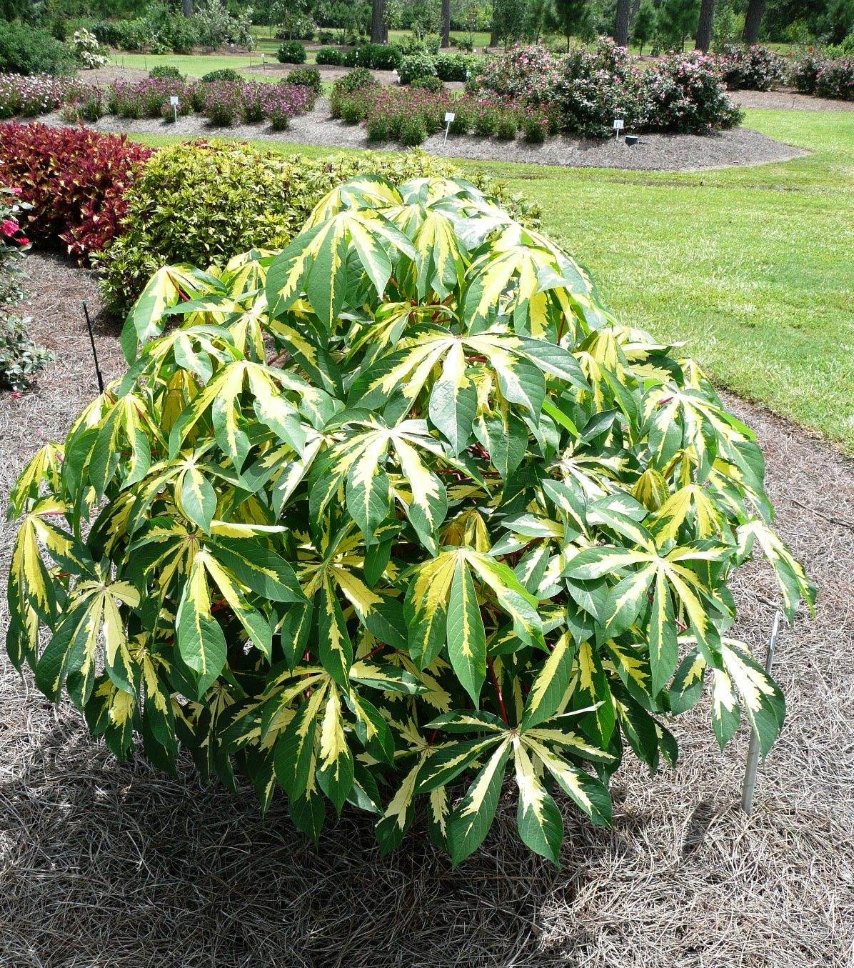 Tapioca plant – Plant of the week for August 12, 2013