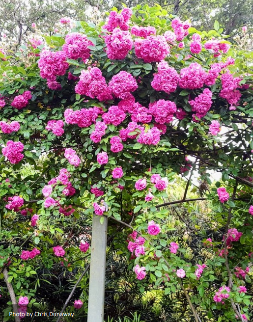 Not Every Rose Has Its Thorn - GNO Gardening June Newsletter